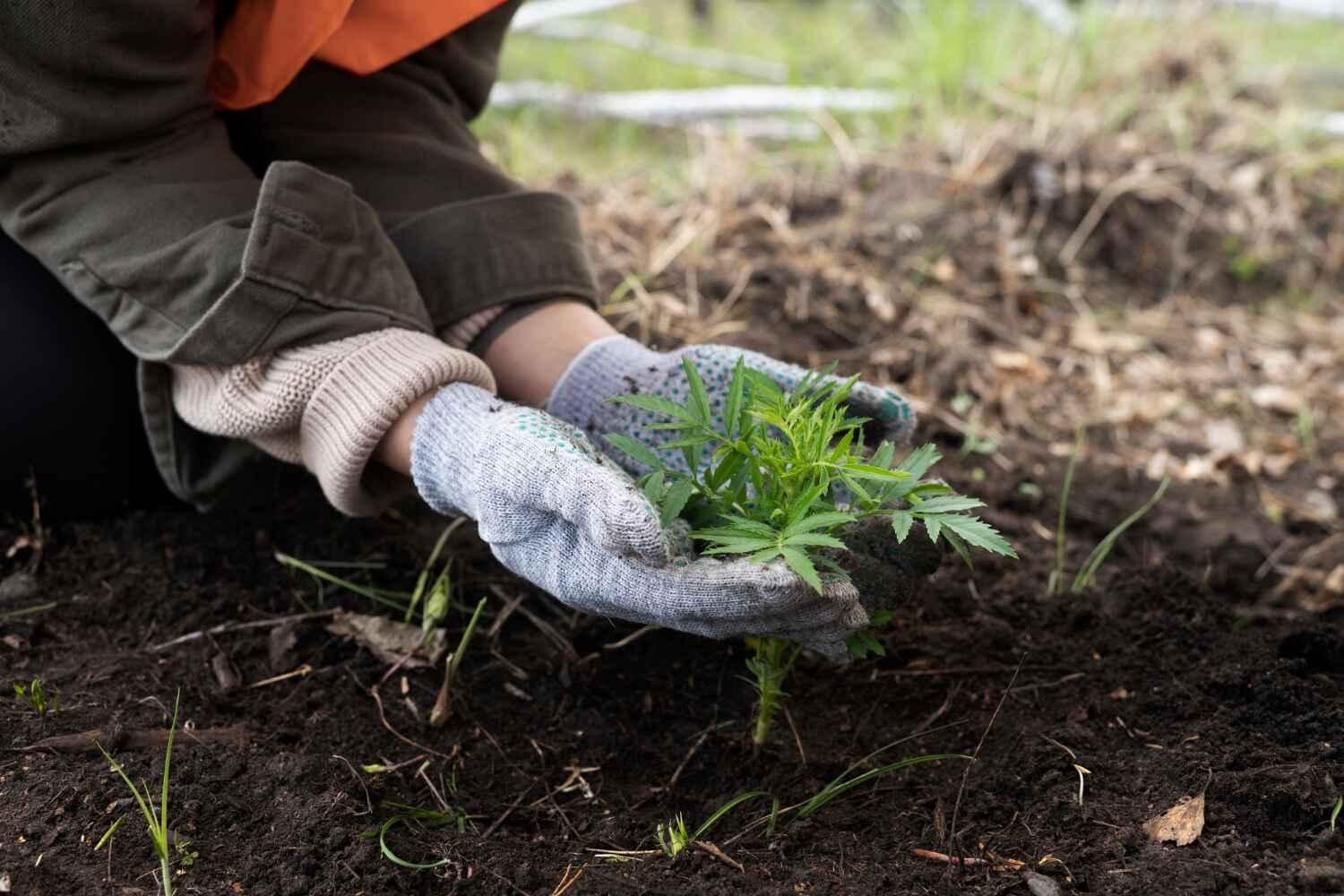 Best Palm Tree Trimming  in Western Springs, IL